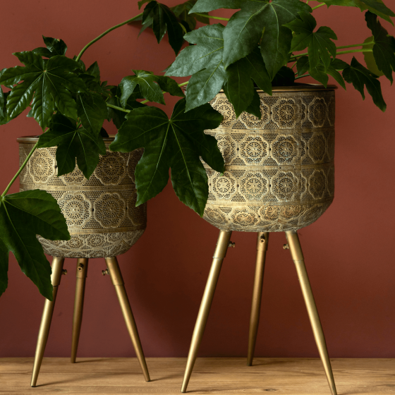 Botanique plantenstandaard