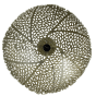 Sinula wandlamp Ø45x22 cm goud van het woonmerk Light&Living