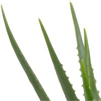 Woood Aloë Vera Kunstplant Groen 46 cm
